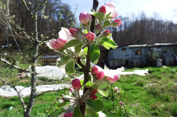 Apple blossoms