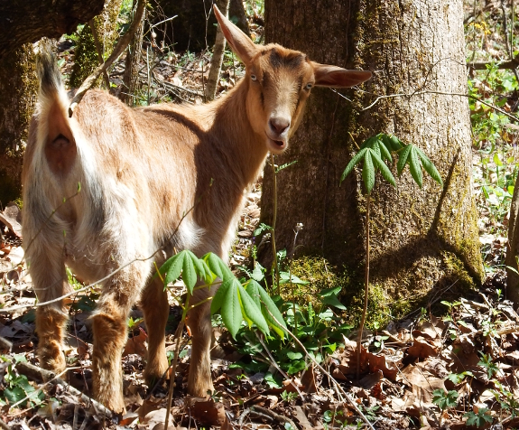 Chewing goat