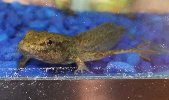 Frog metamorphasis