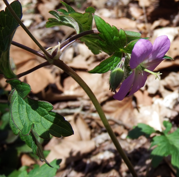 Wild geranium