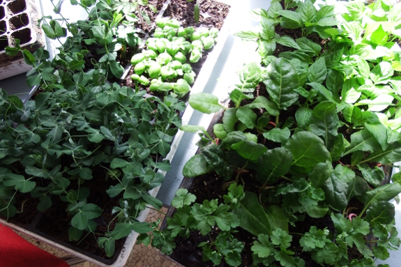 Vegetable seedlings