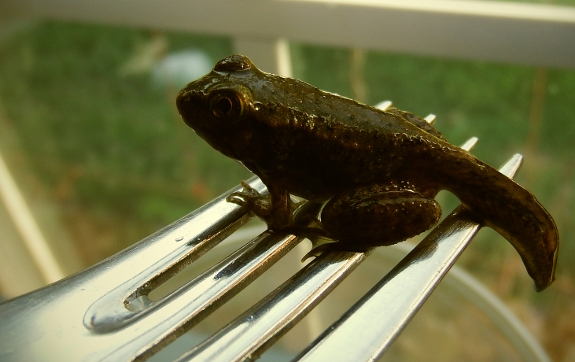 Fork frog