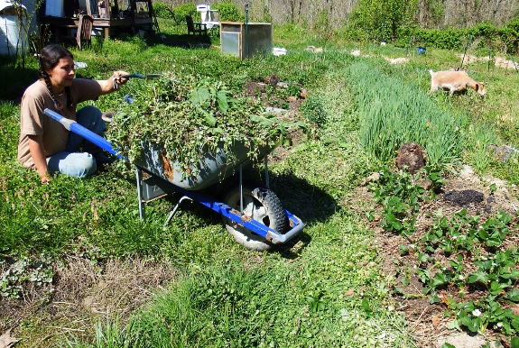 Weeding with goats