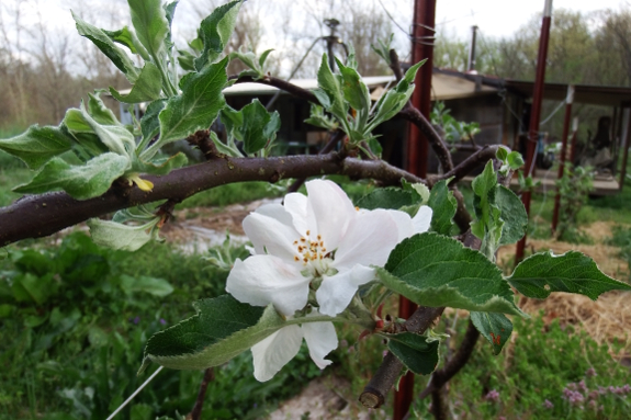 Apple blossom