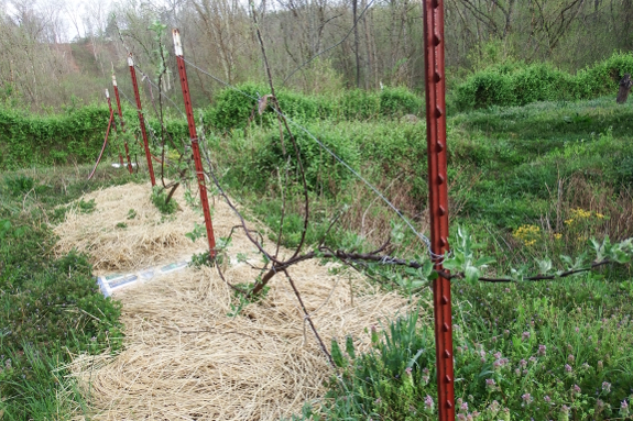 Apple espalier