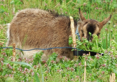 Dwarf goat