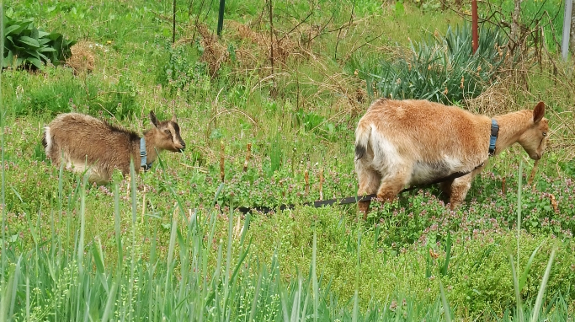 Wet goats