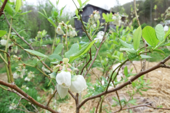 Blueberry blossoms