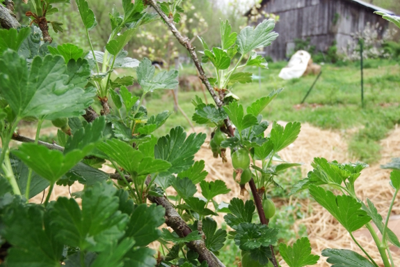 Developing gooseberries