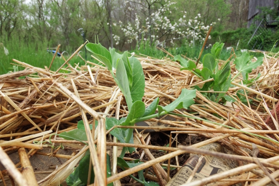 Pea seedlings