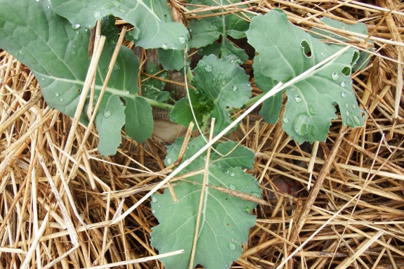 Wet broccoli plant