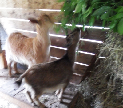 Blurry goats