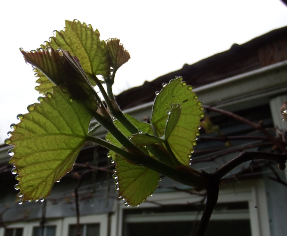 Wet grapes