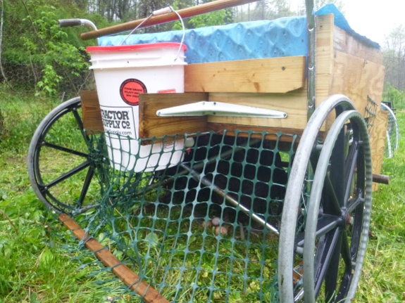 Wheelchair chicken tractor water access.