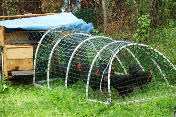 Chicken tractor