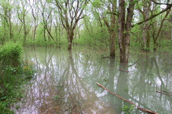 Flooded floodplain