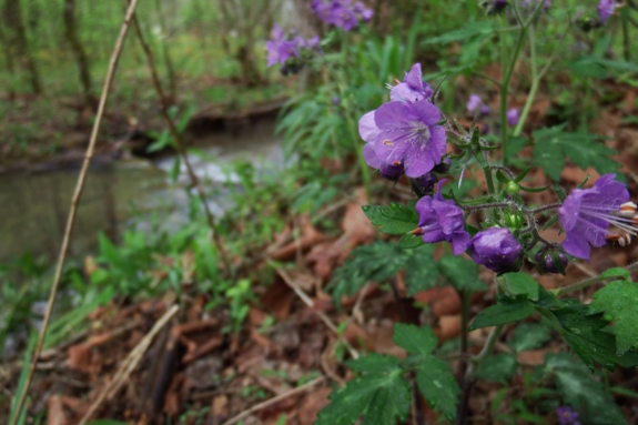 Phacelia