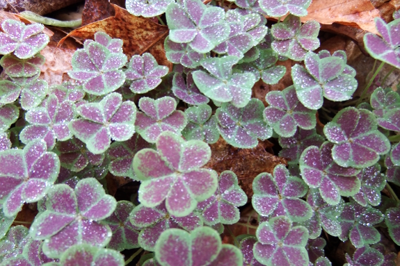 Raindrops on oxalis