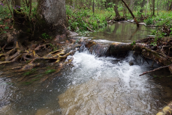 Root waterfall