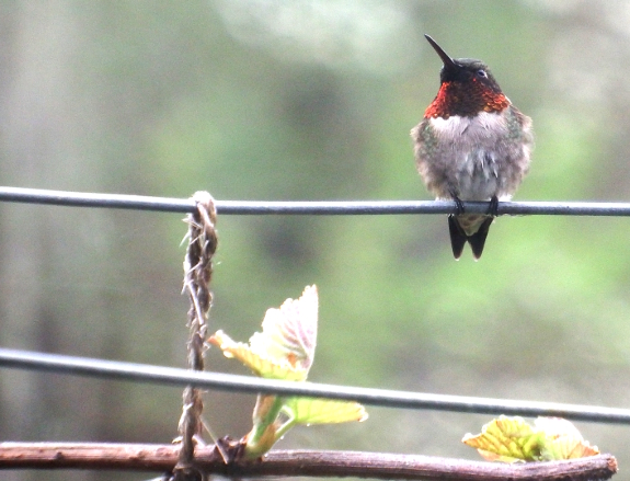 Hummingbird on a grape trellis