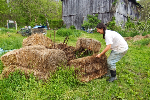 Uncovering a fig tree