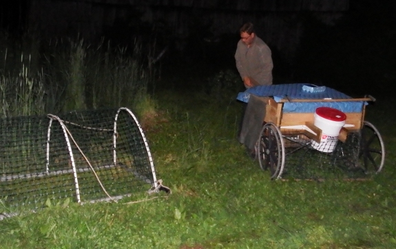 Wheelchair chicken tractor night moves.