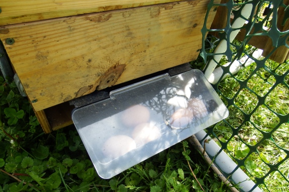 Roll out nest box working to keep eggs clean.