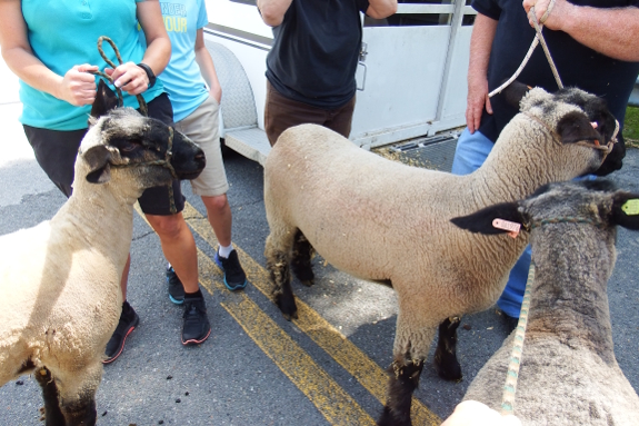 Black-faced sheep