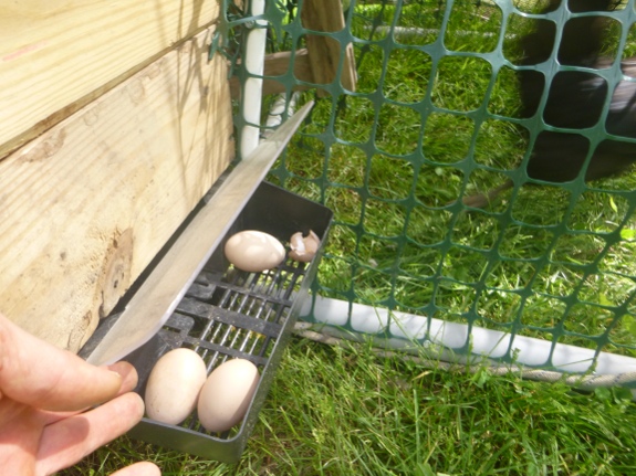 Roll out nest box with eggs in it and flap up.