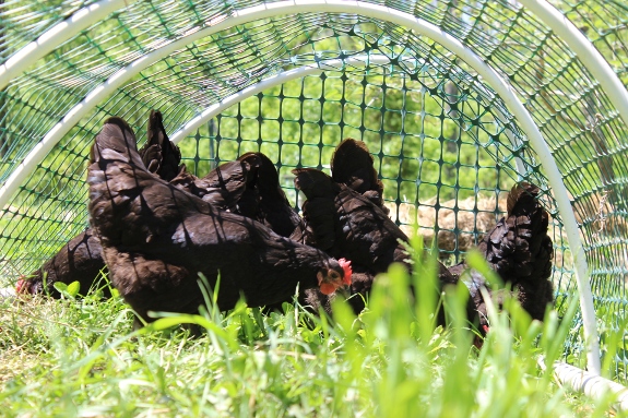 Chickens grazing in the new PVC run.