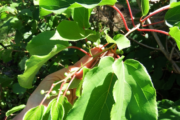 Hardy kiwi flower buds