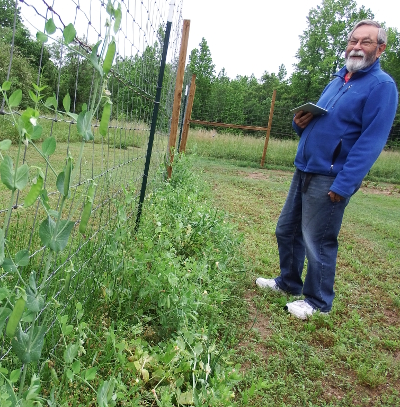 Happy pea gardener