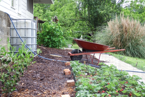 Strawberry rainbarrel