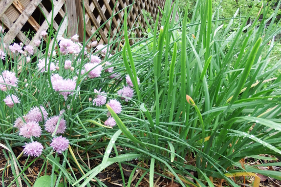 Two types of chives