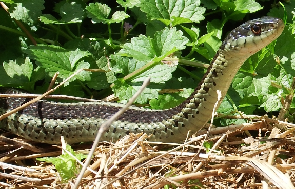 Garter snake close up in the garden.