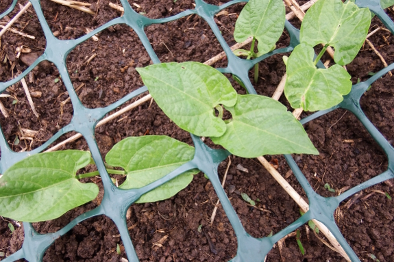 Bean seedlings