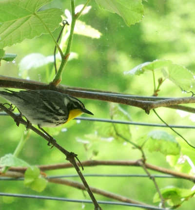 Warbler on grapevine