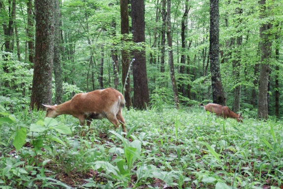 Goats in the forest