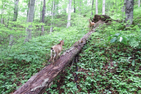 Goats on a log