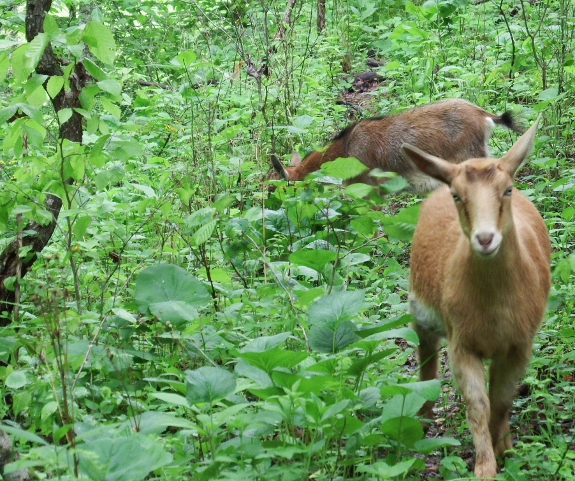 Walking goat