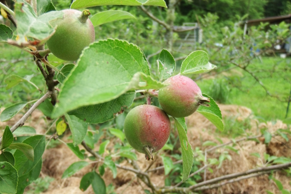 Young apples