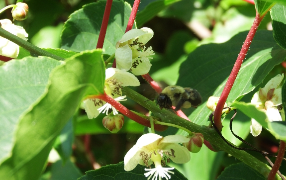 Bumblebee pollinating kiwi