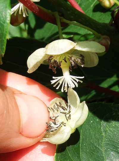 Male and female kiwi flowers