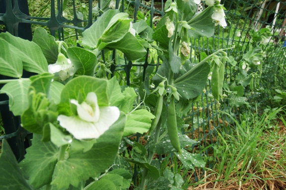 Sugar sprint peas