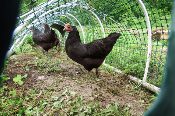Chickens in the wet mud of a garden bed.