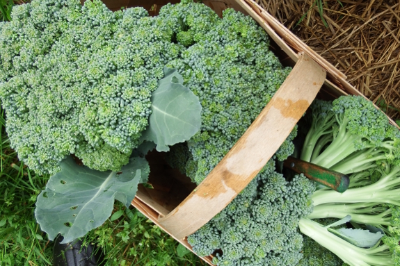 Broccoli harvest