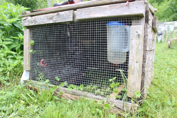 Isolated hen in the kill coop.