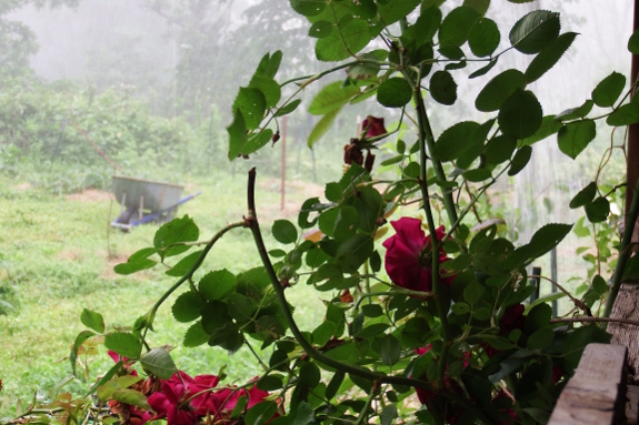 Rainy roses