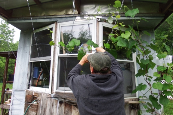 Adding to the grape vine trellis.