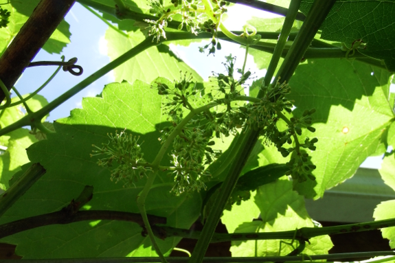 Grape flowers